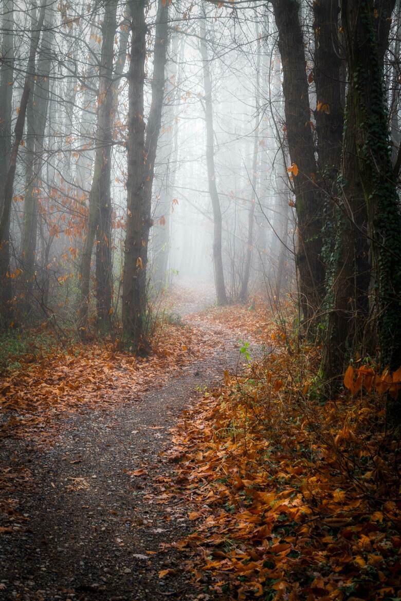 Chemin brumeux