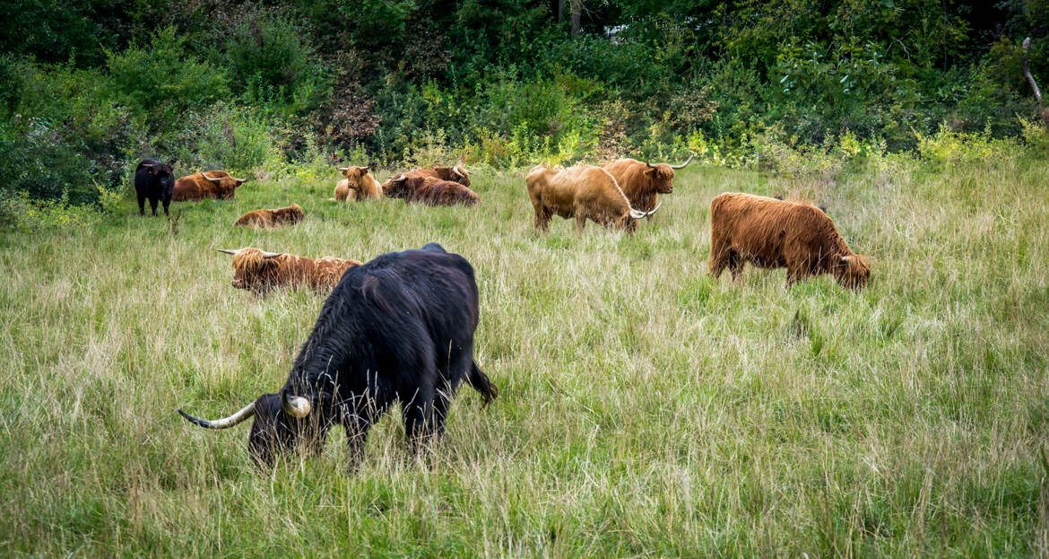 Les Highlands en pâturage