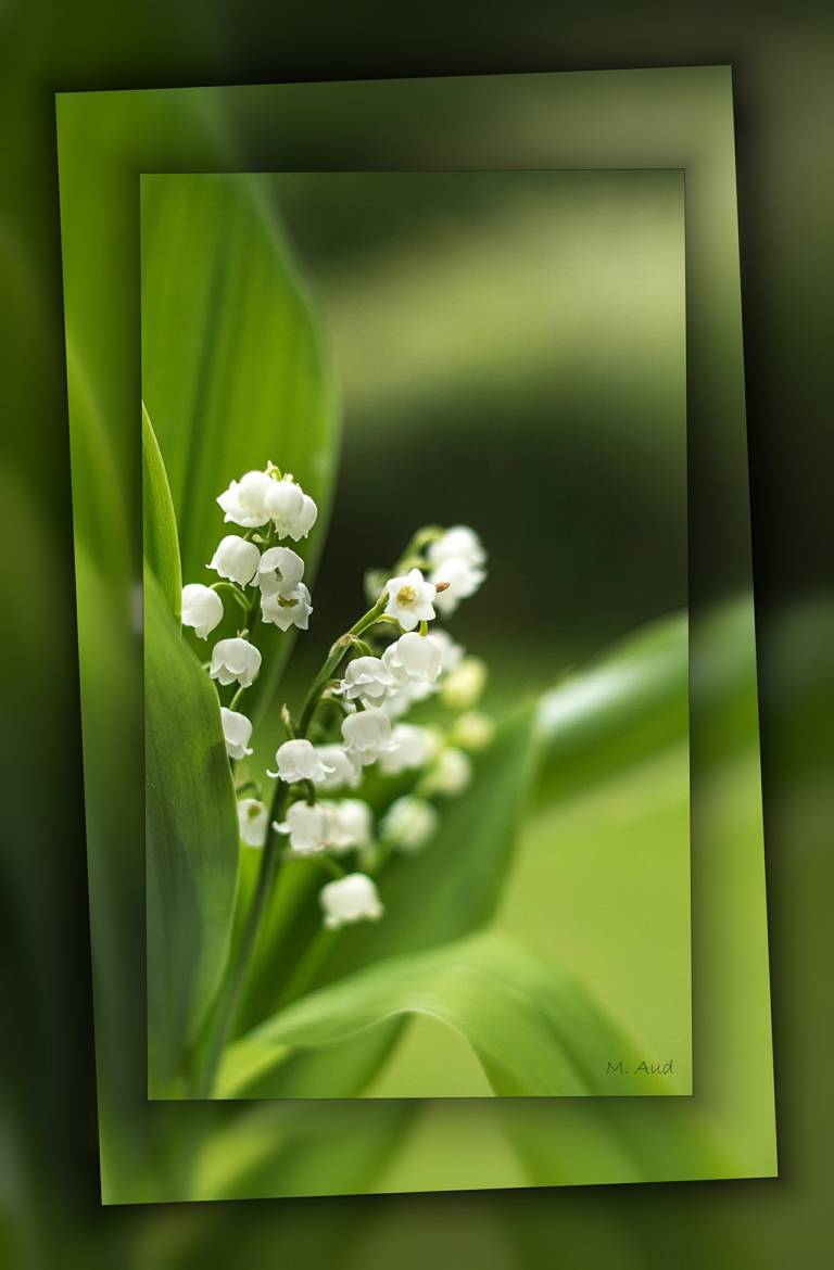 fleur de mai