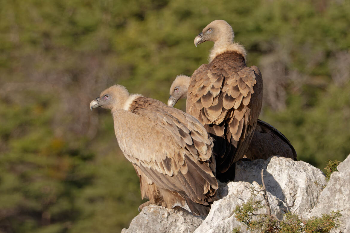 Les trois modèles...