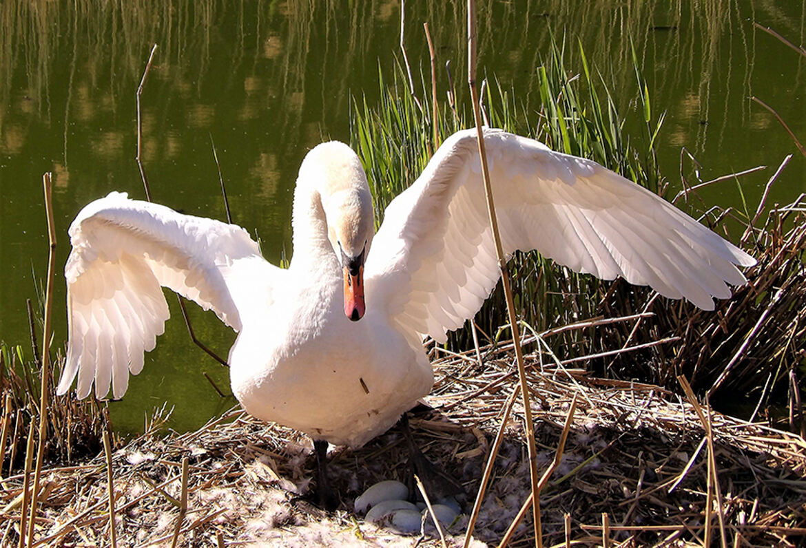 les premiers cygnes du printemps