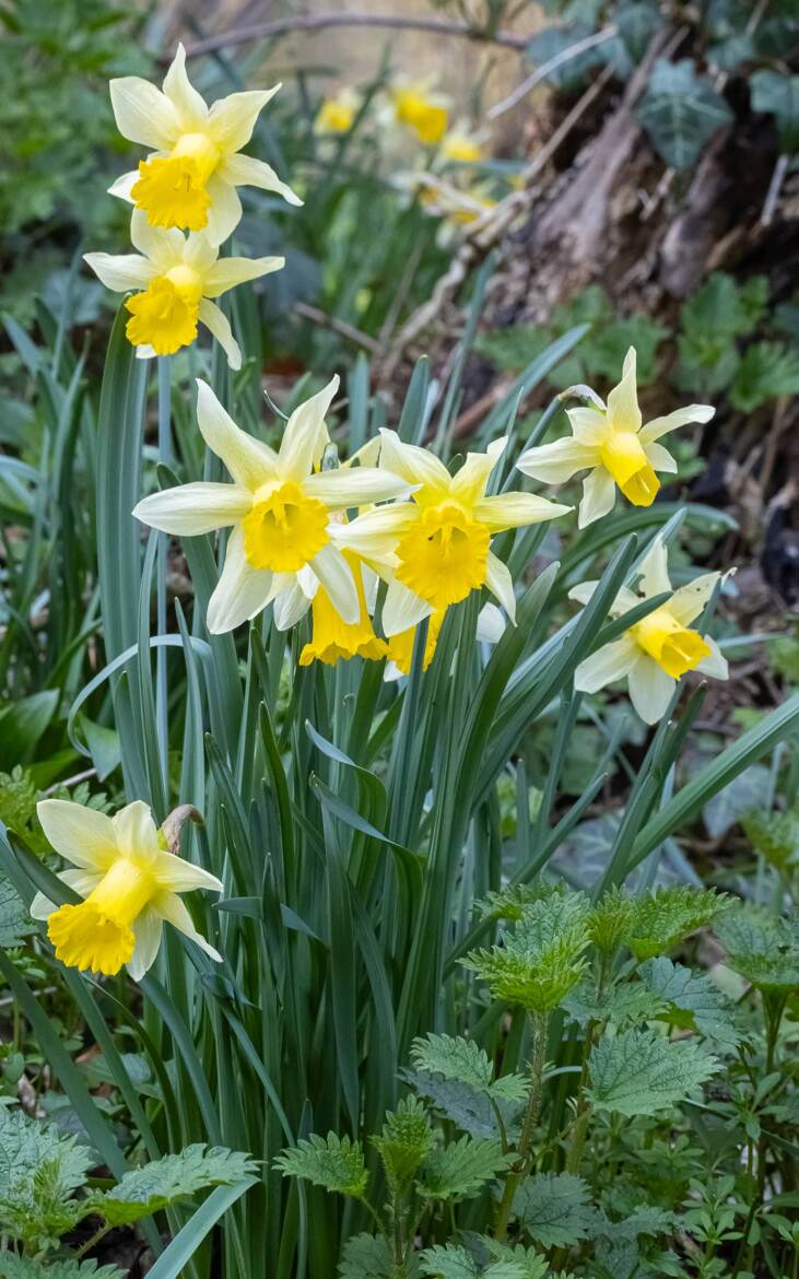 Narcisse faux-narcisse 2026
