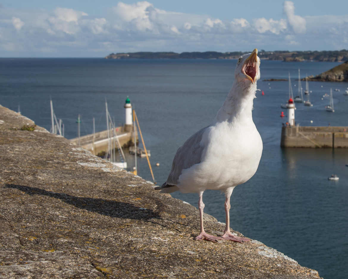 Le gardien du Port