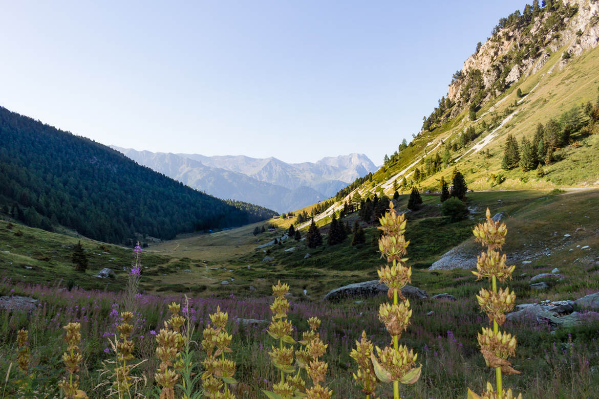 Vallon de l'Orgère