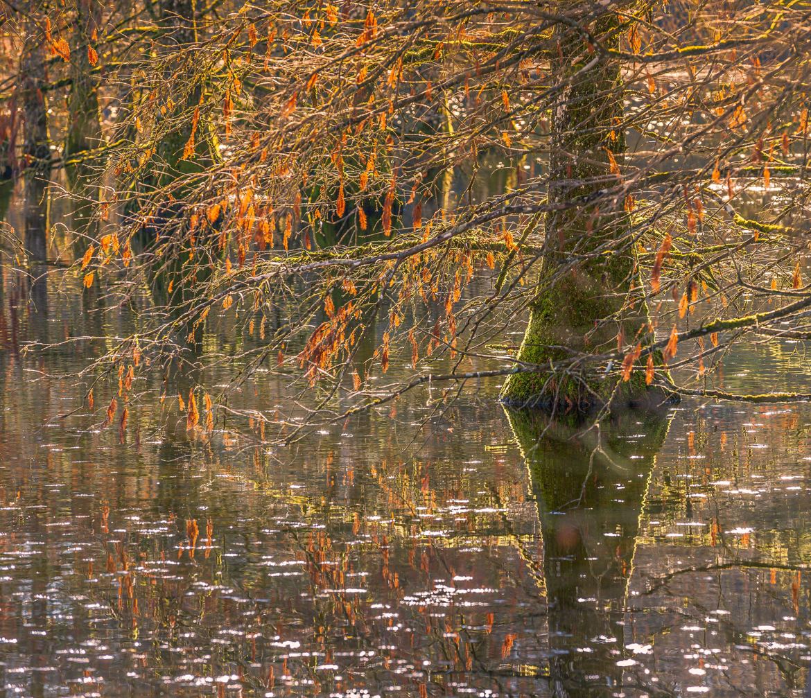 Reflet d hiver 2