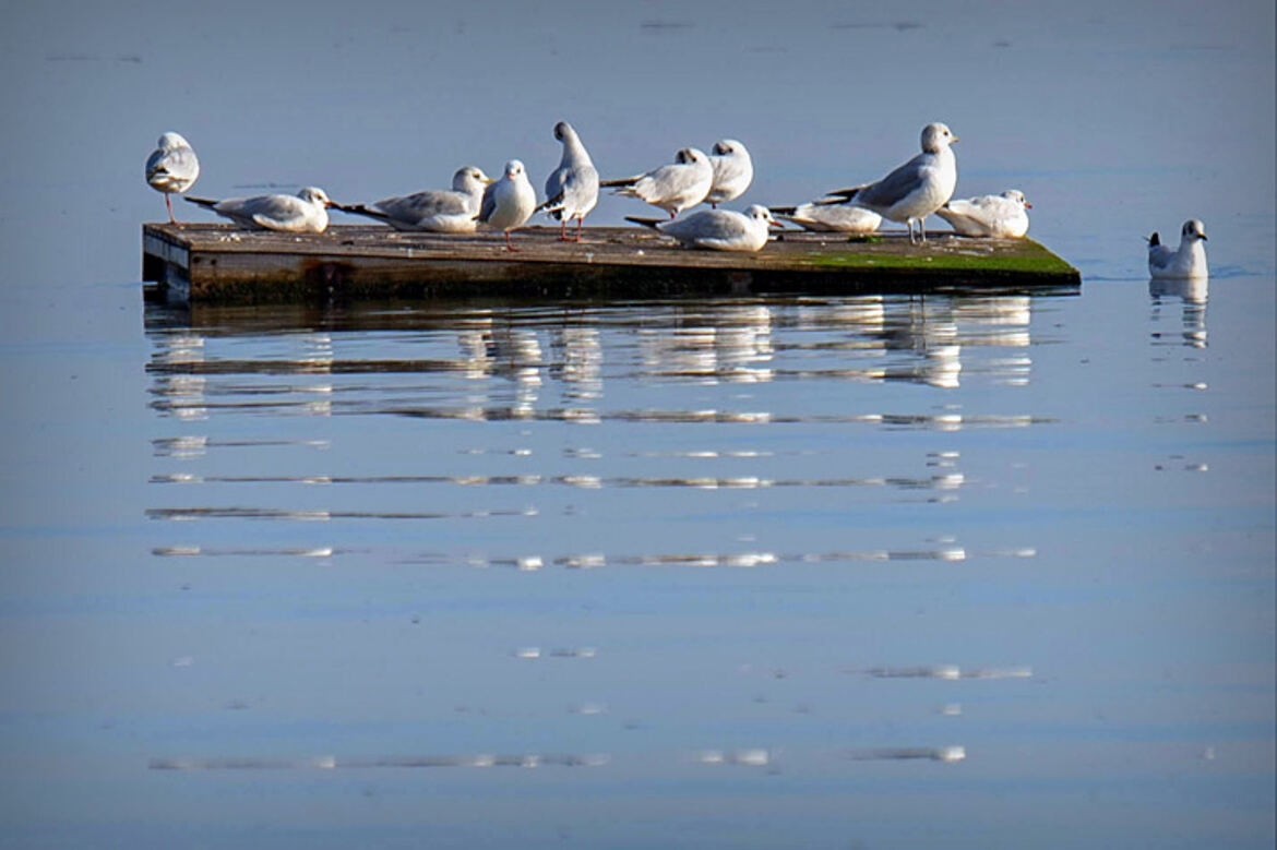 La planche de salut ...