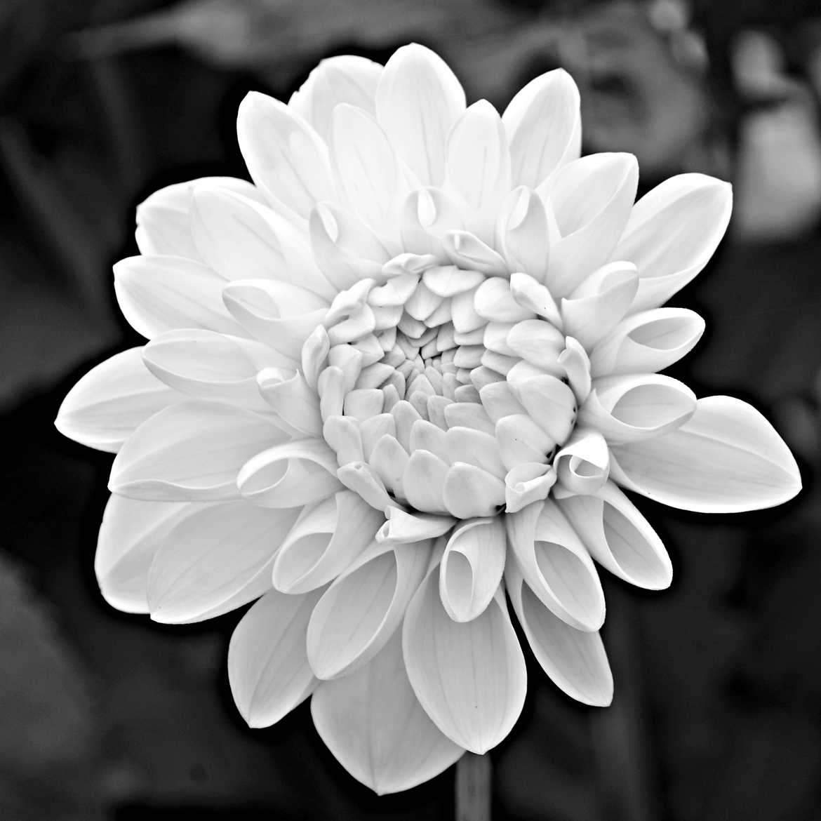 Dahlia en blanc et noir