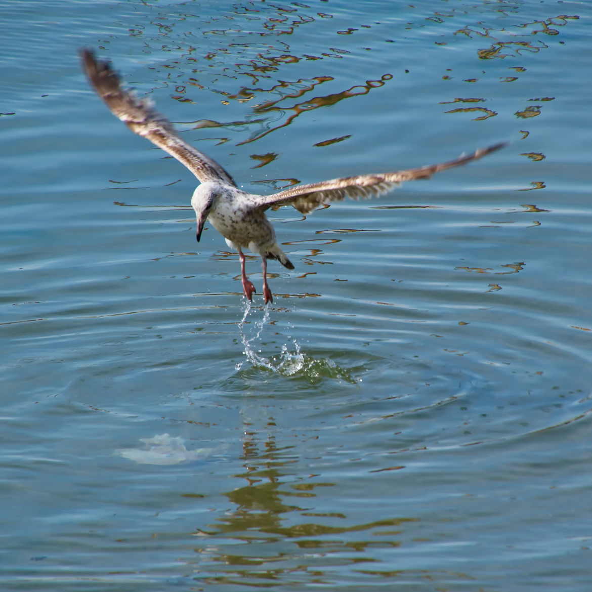 A la pêche...aux déchets