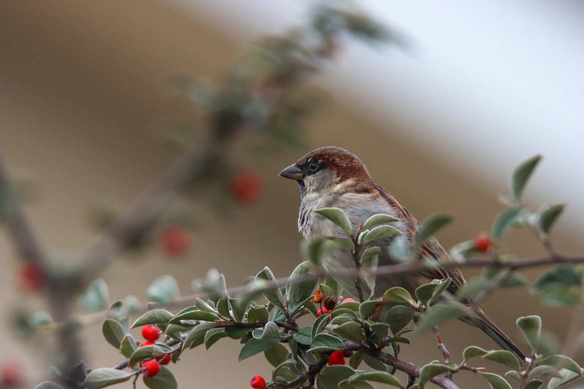 Moineau domestique au jardin