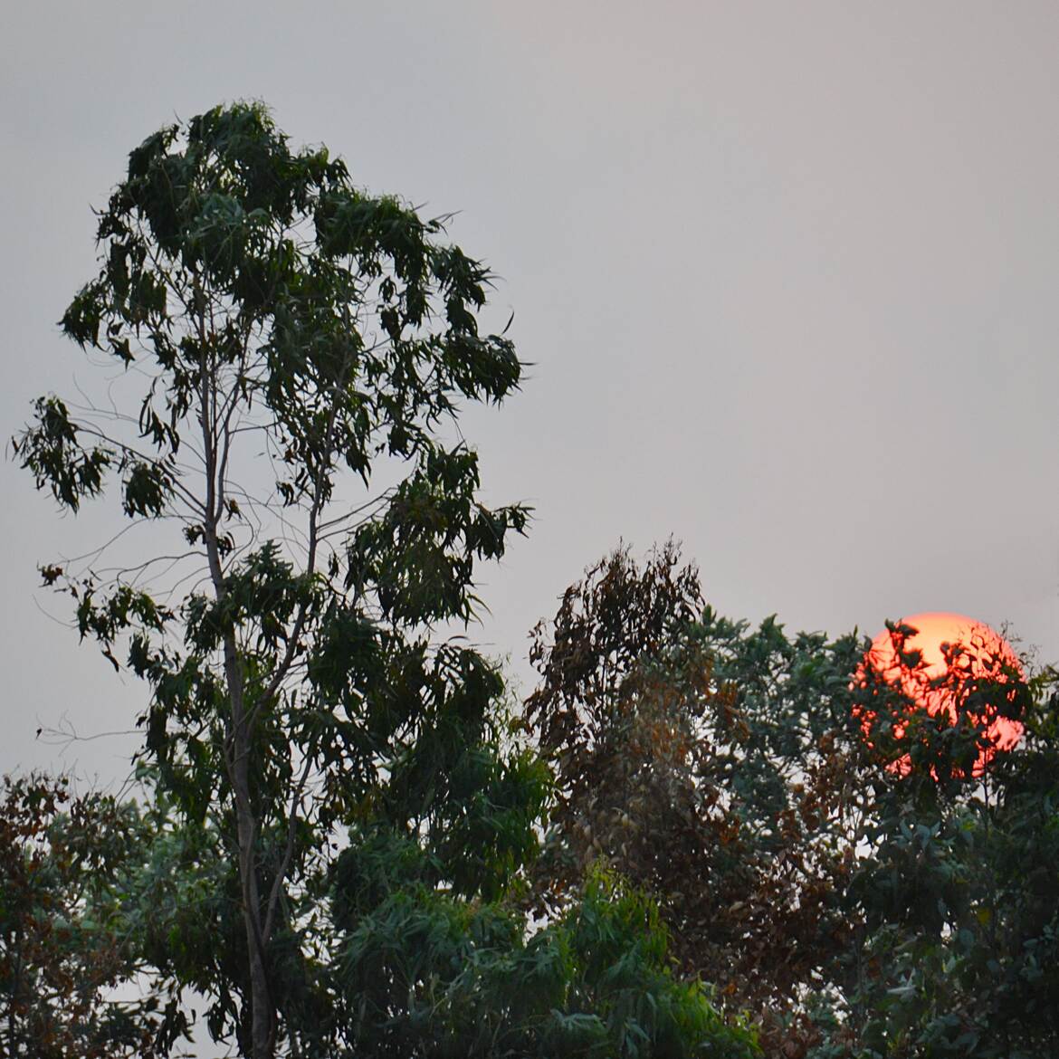 Soleil vietnamien