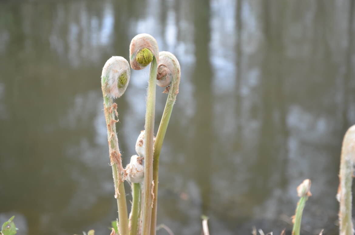 Prémices de fougère
