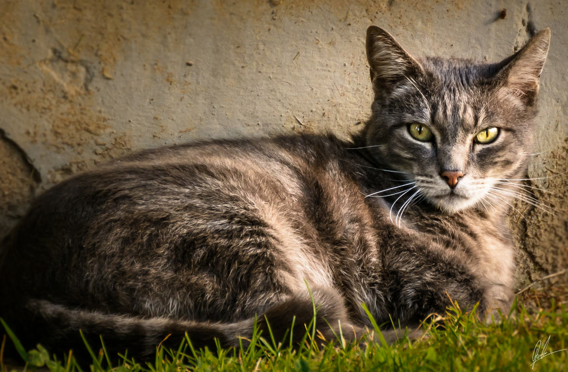 beau regard