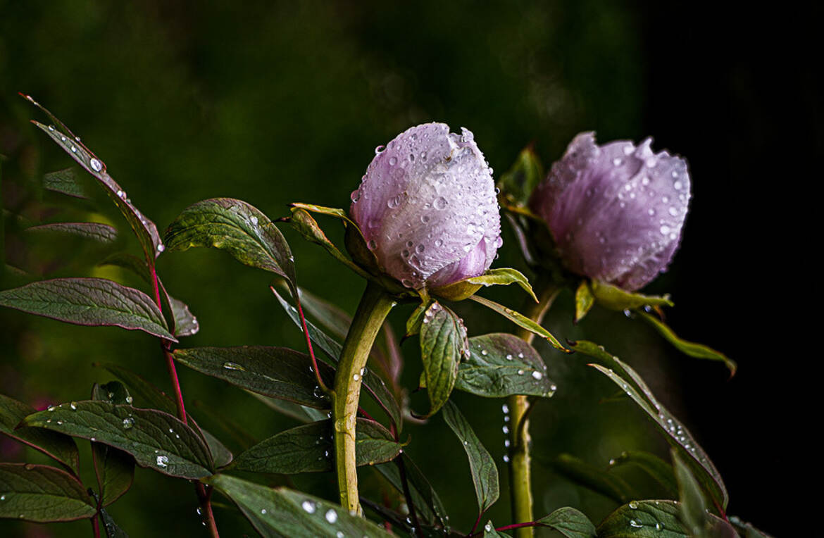 duo de pivoines après pluie