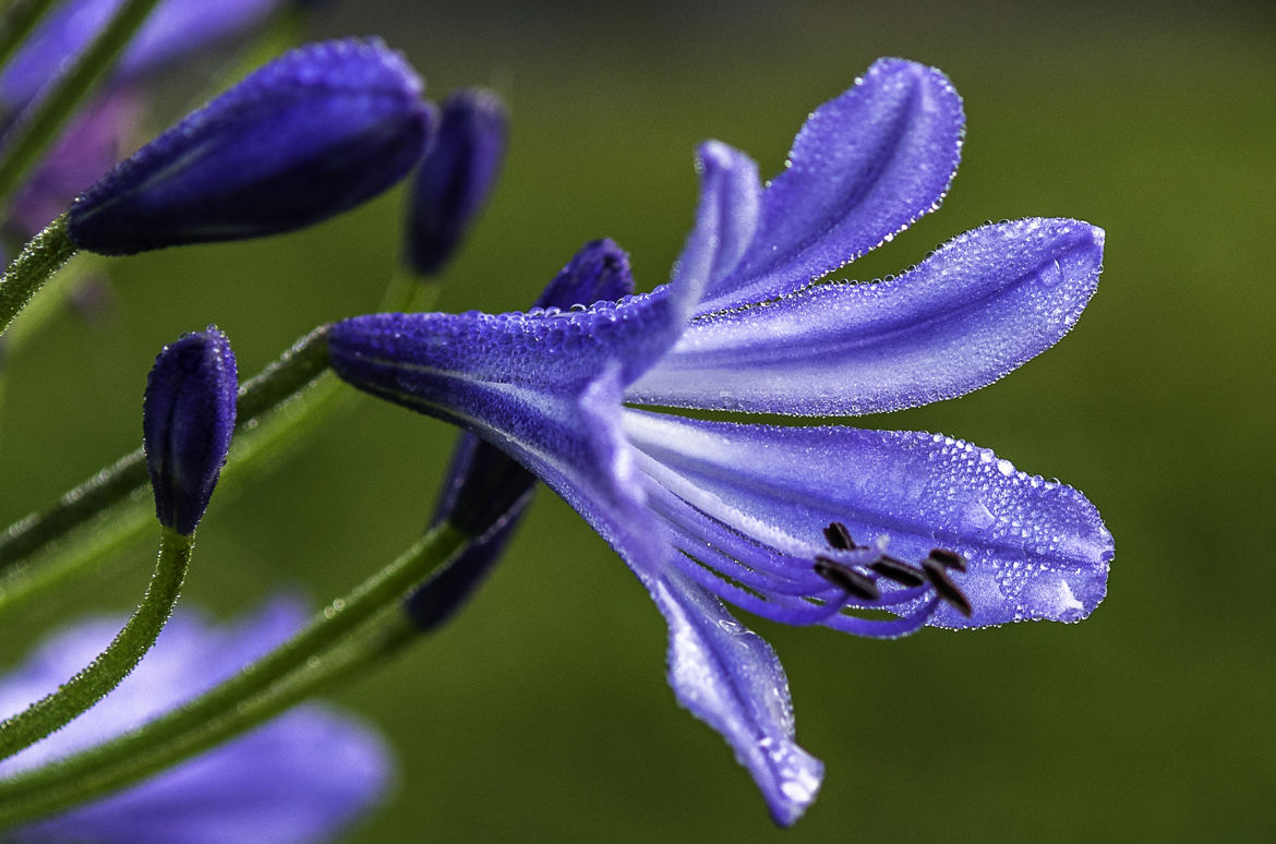 Rosée florale