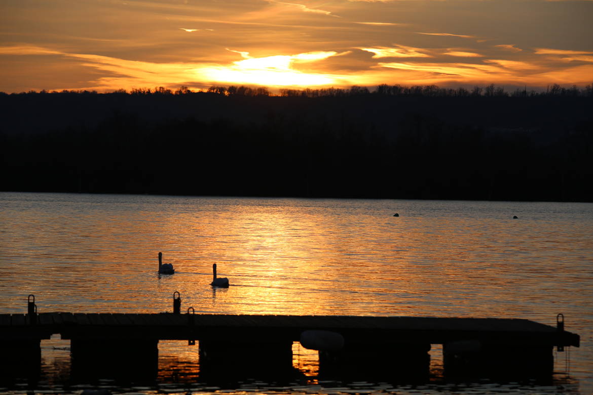 Cygnes sur le Rhône