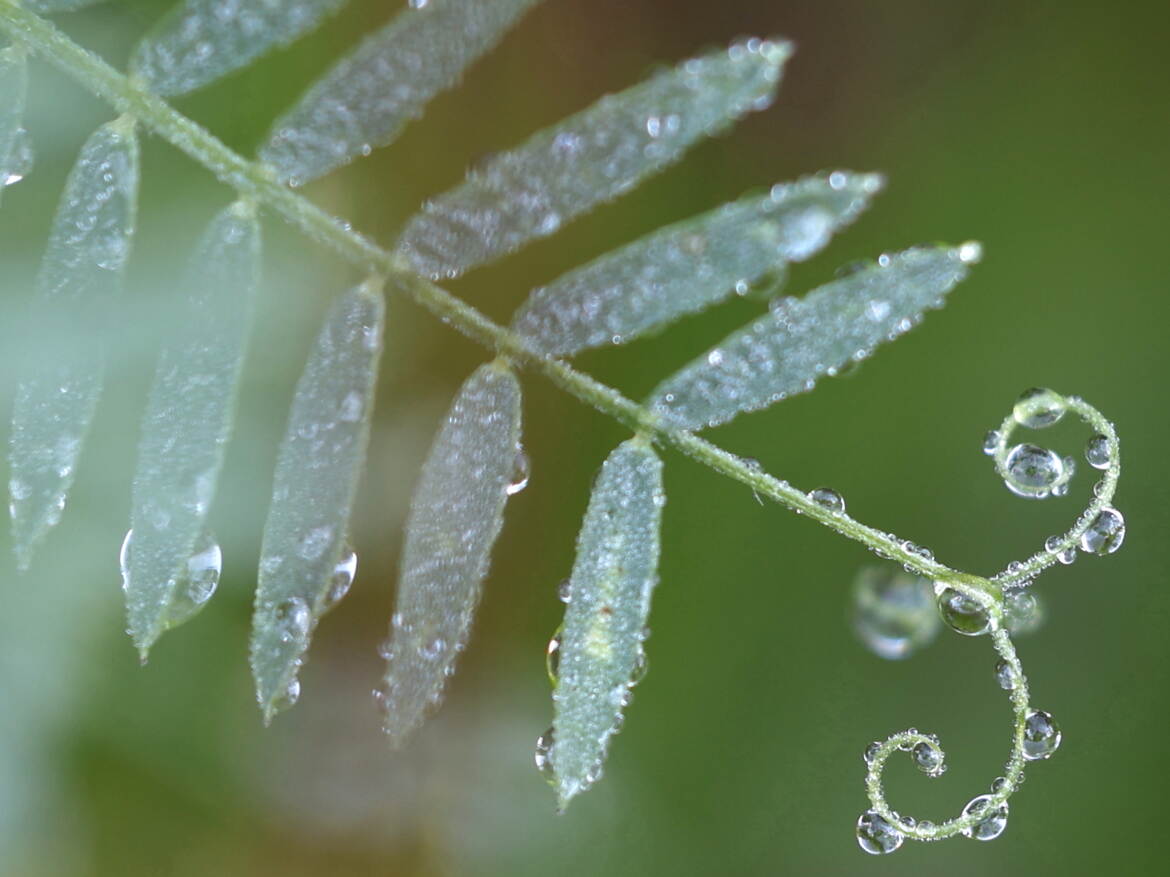 Rosée sur courbures végétales