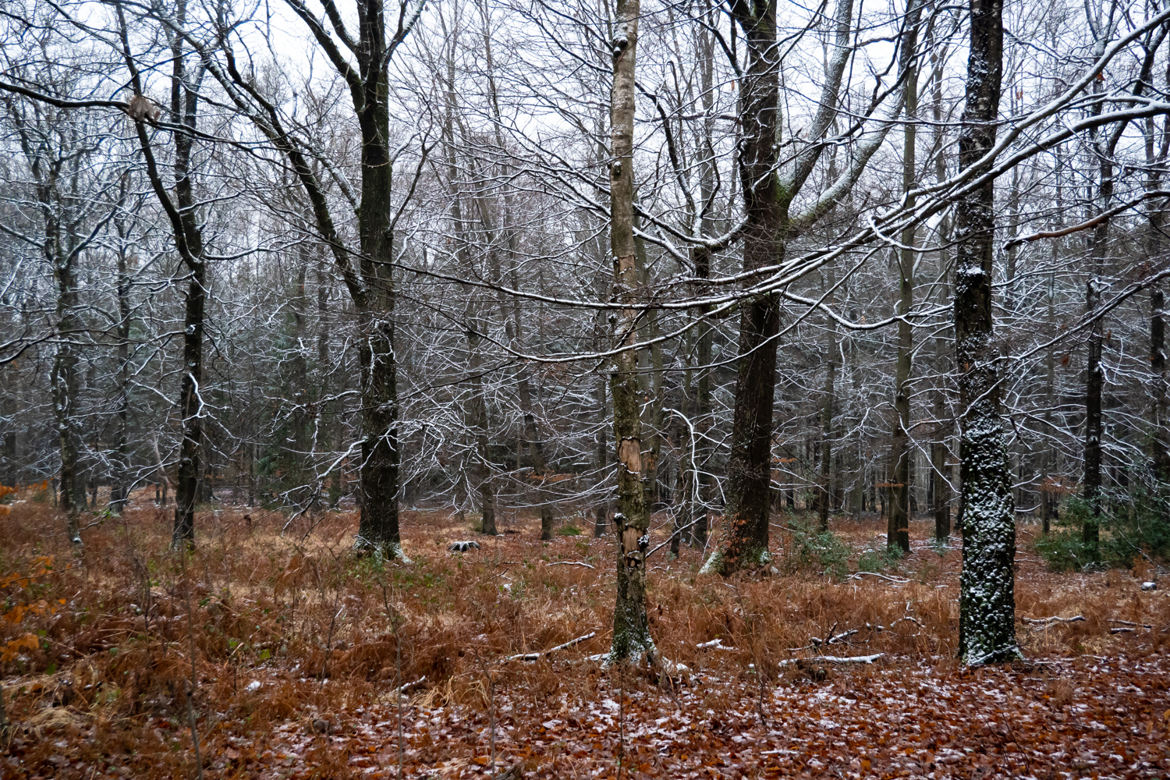 Forêt en hivers