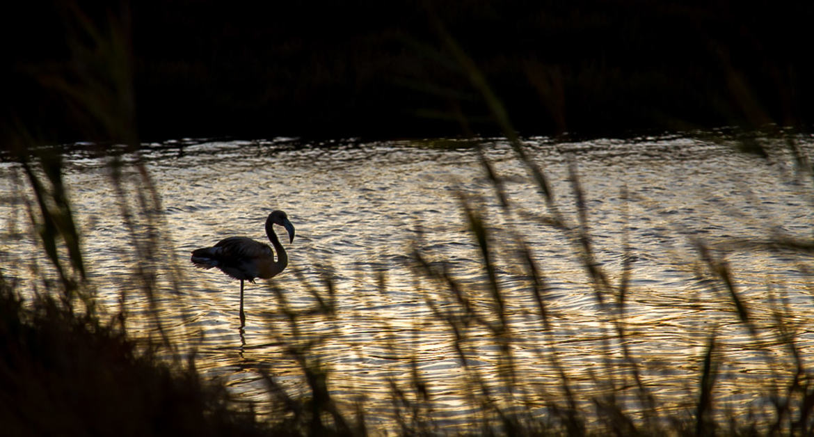 un soir sur les salins (83)