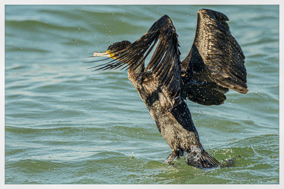 Grand cormoran en plein essorage