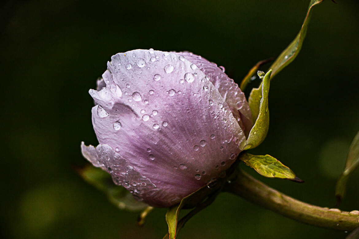 pivoine après pluie