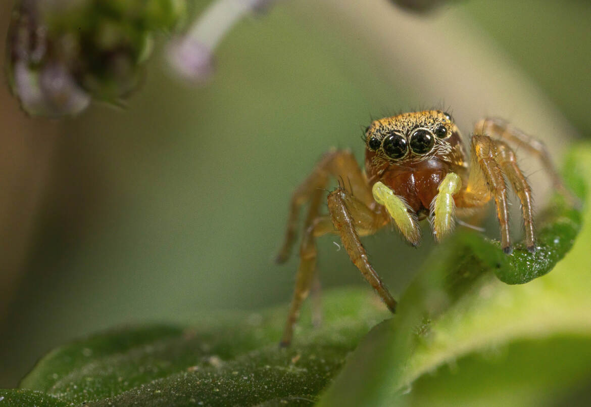 Petite araignée Saltique