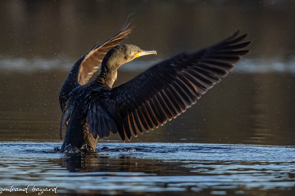 cormoran