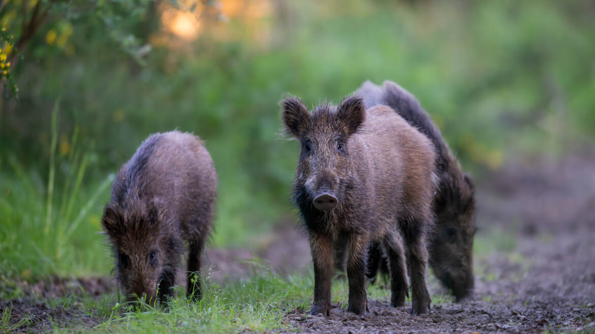 Les 3 p'tits cochons