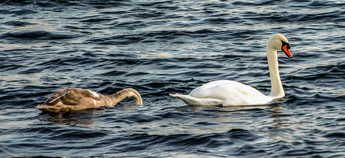 La mère et son jeune.