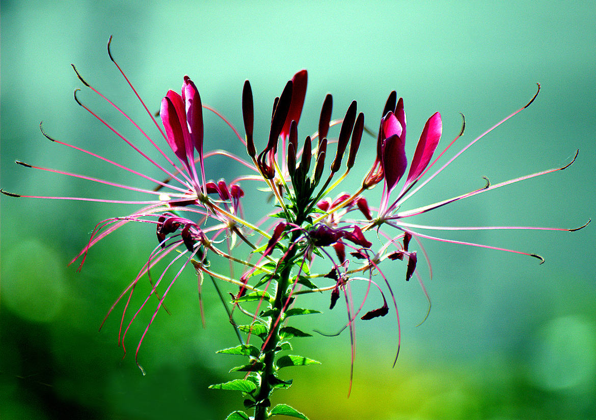 Fleur