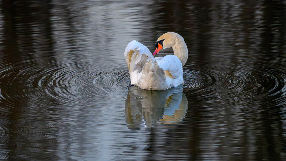 Des ronds dans l'eau