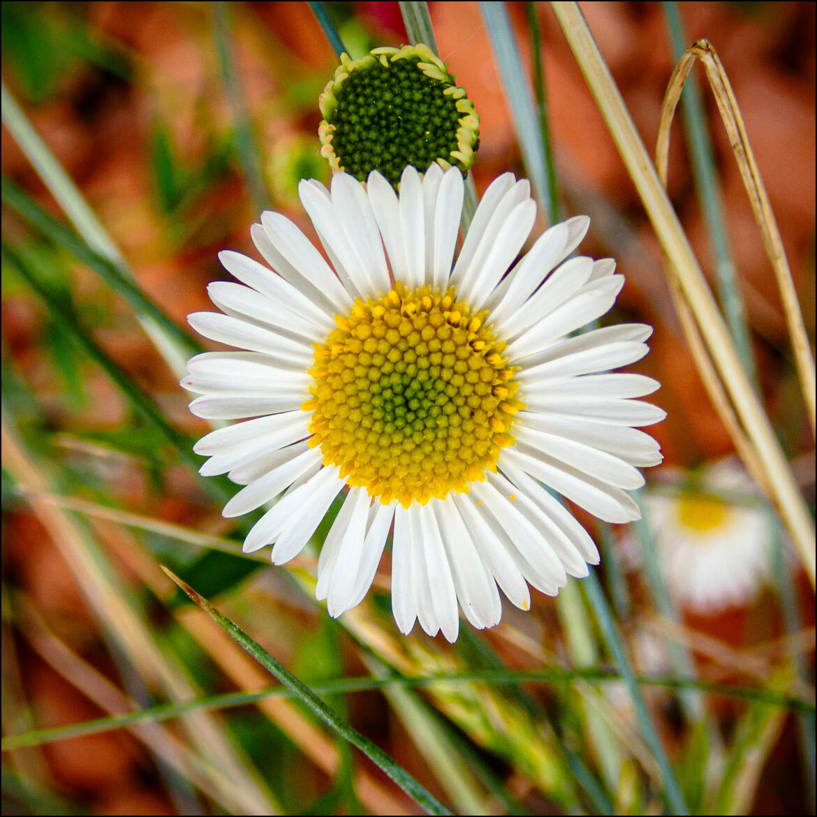 Marguerite à effeuiller ...