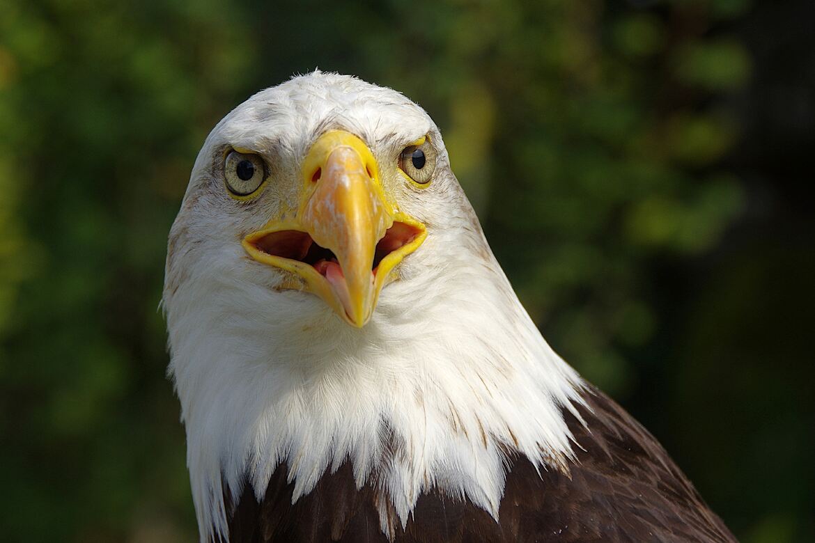 Regard souverain