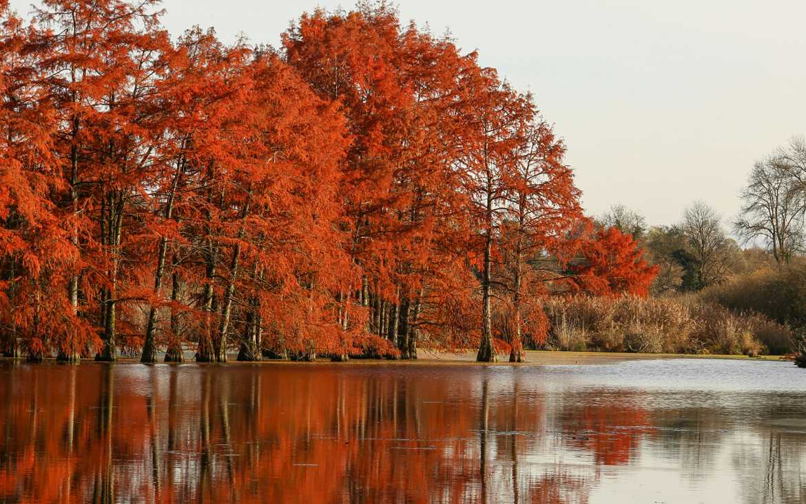 Reflets d automne