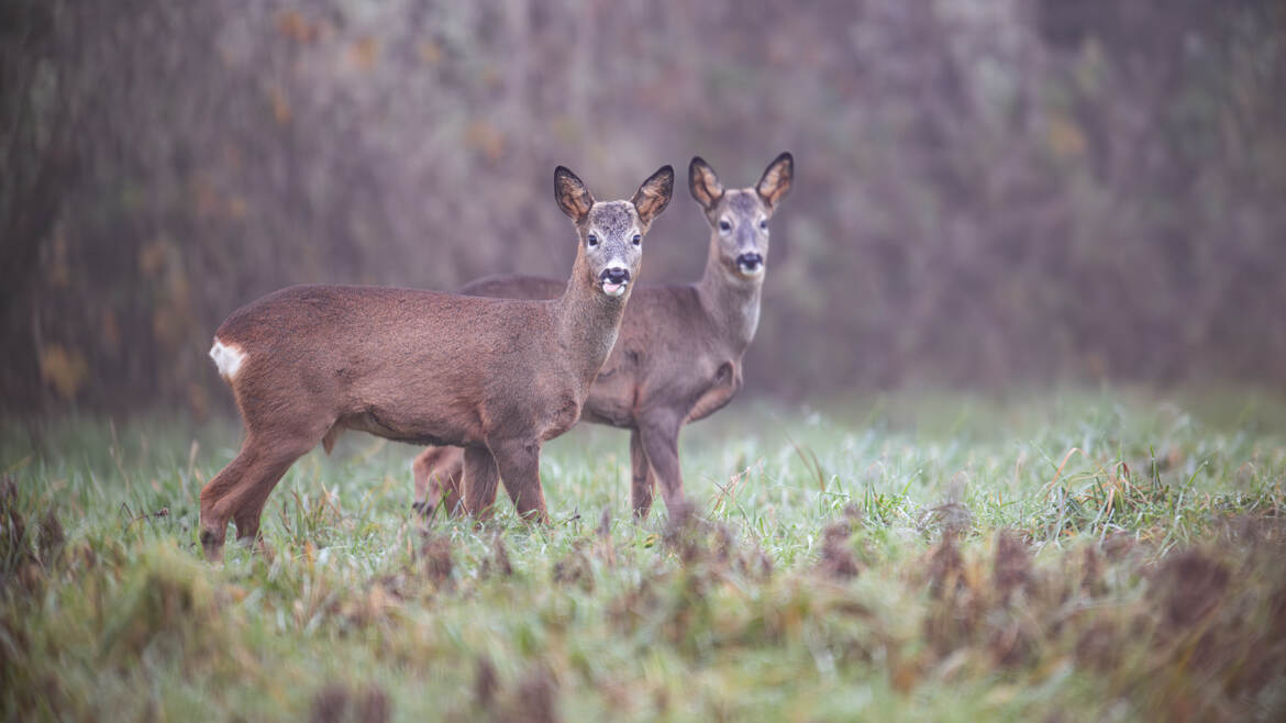 C'est pas bien de tirer la langue au photographe !!