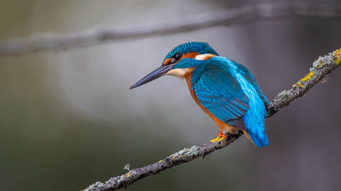 United Colors of kingfisher