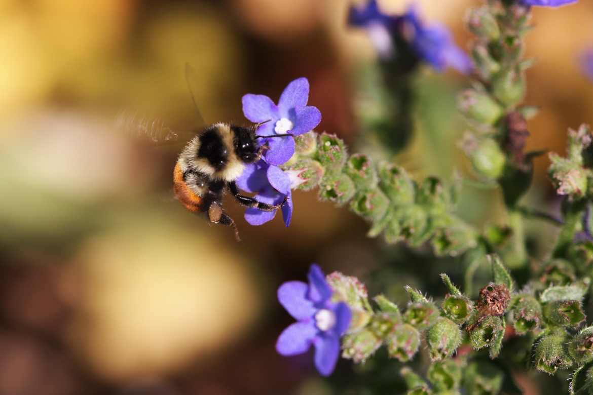 Amis du jardin