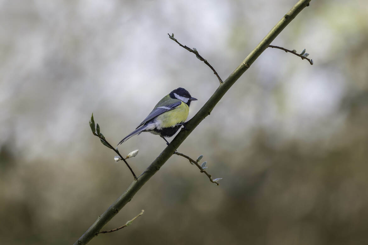 La mésange charbonnière
