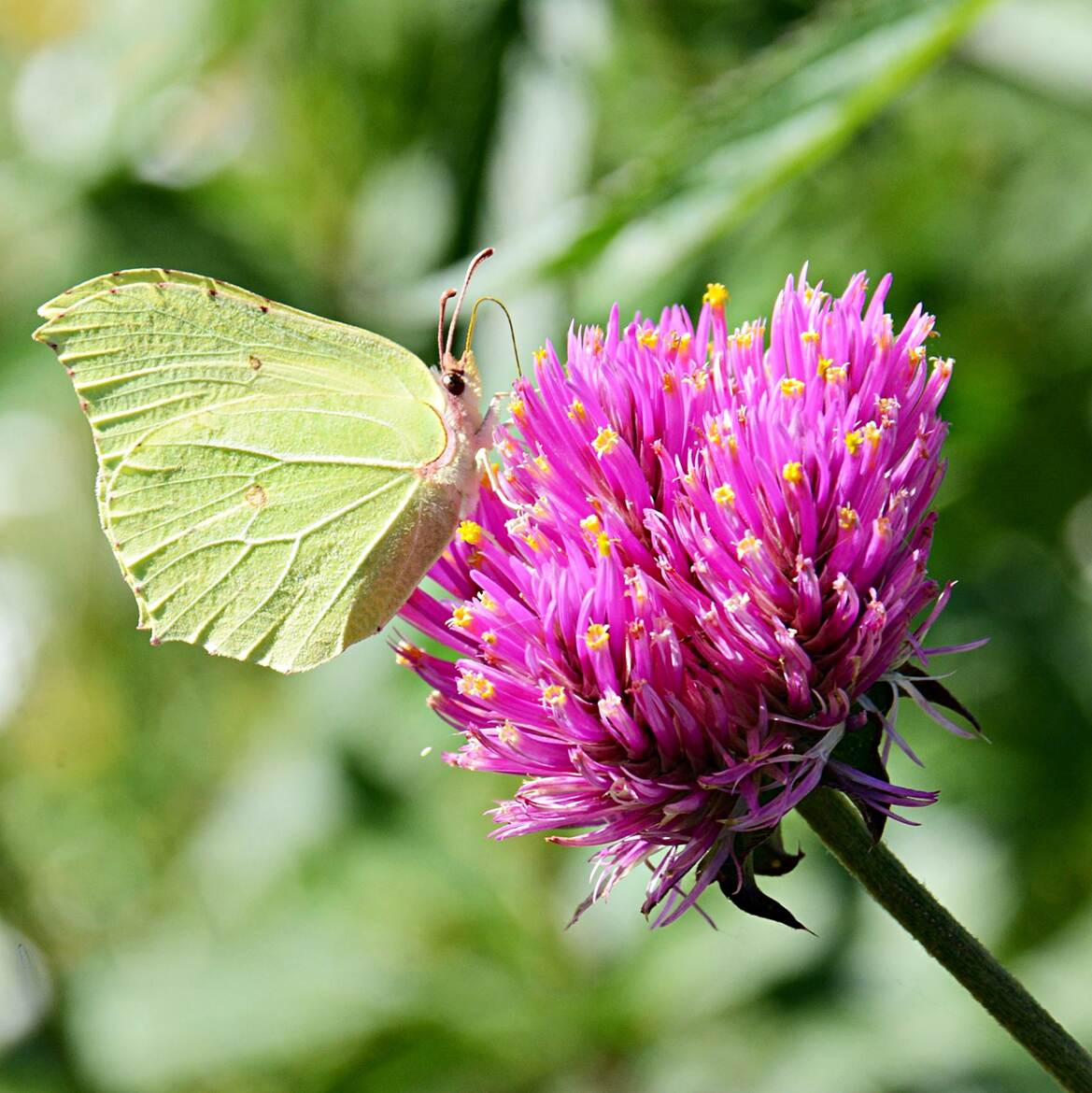 La fleur et son papillon