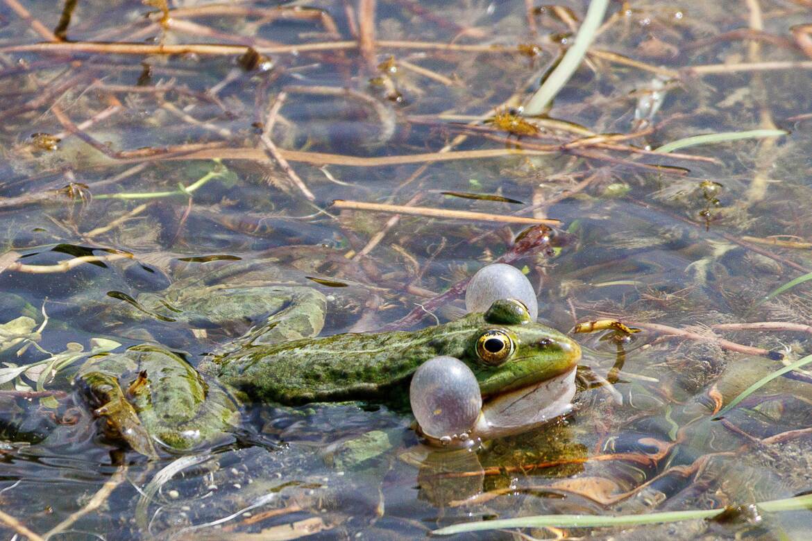 grenouille et ses sacs vocaux