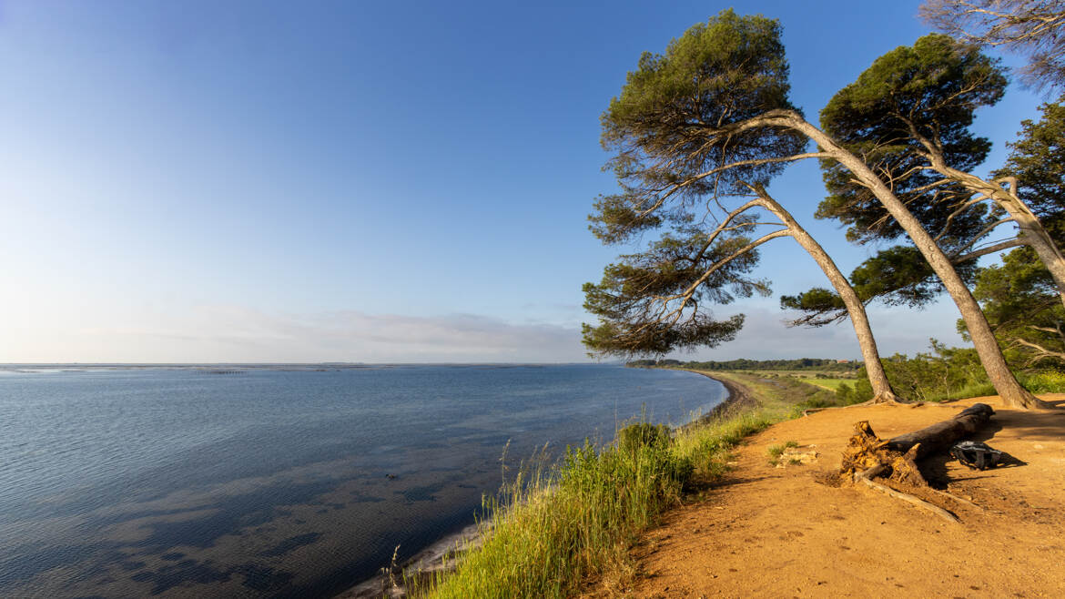au bord de l'etang de Thau