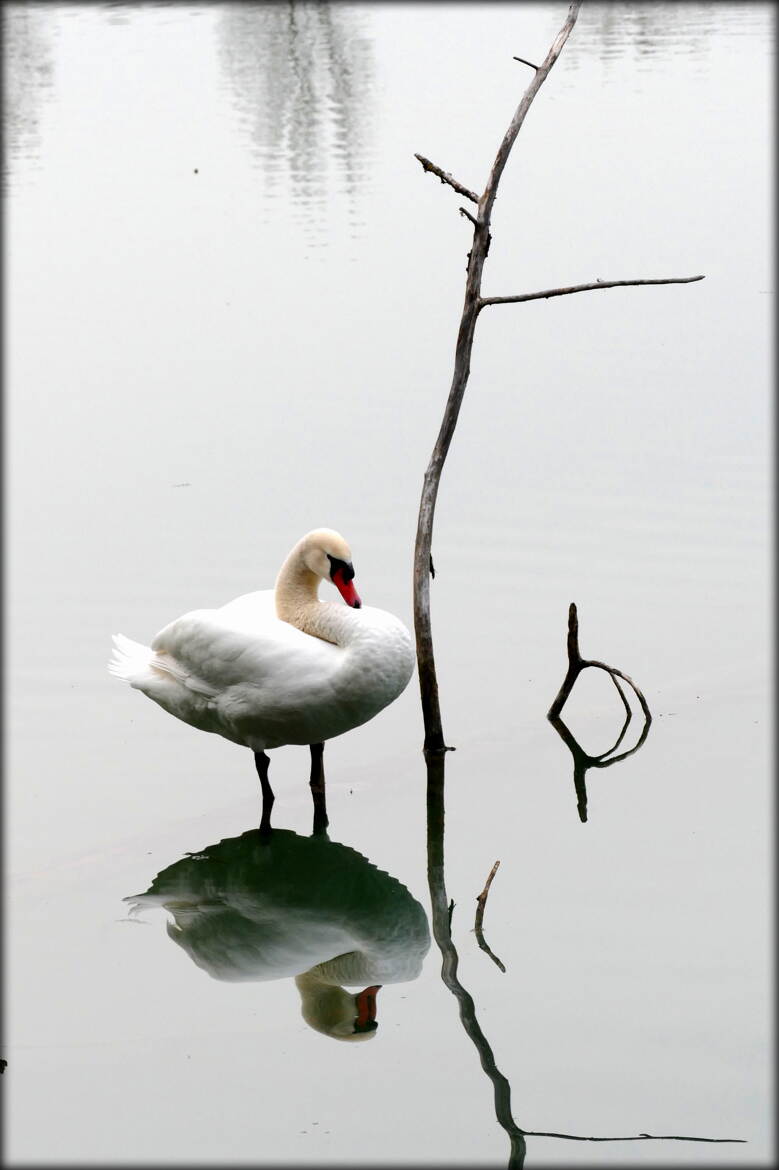 Dans le Miroir