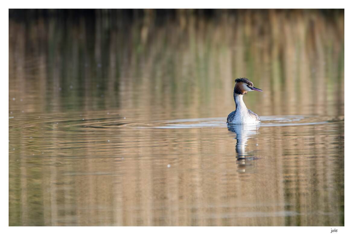 Grèbe Huppé