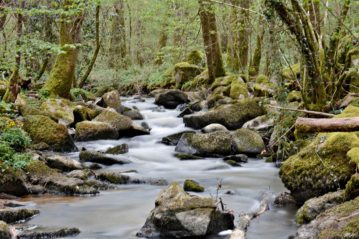 A travers la forêt