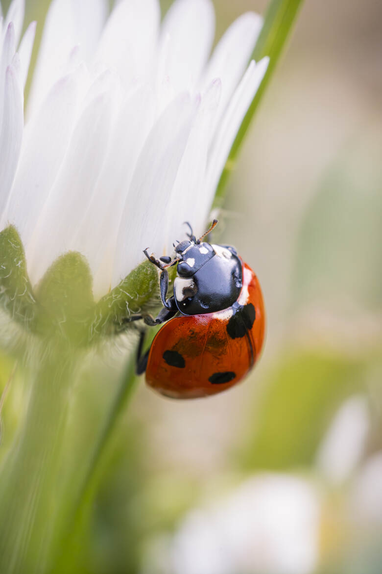 Entre pollen et lumière