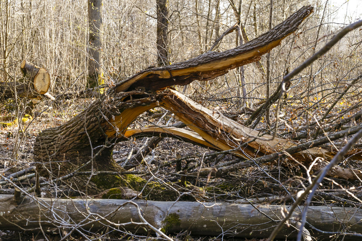 Coupes d'arbres