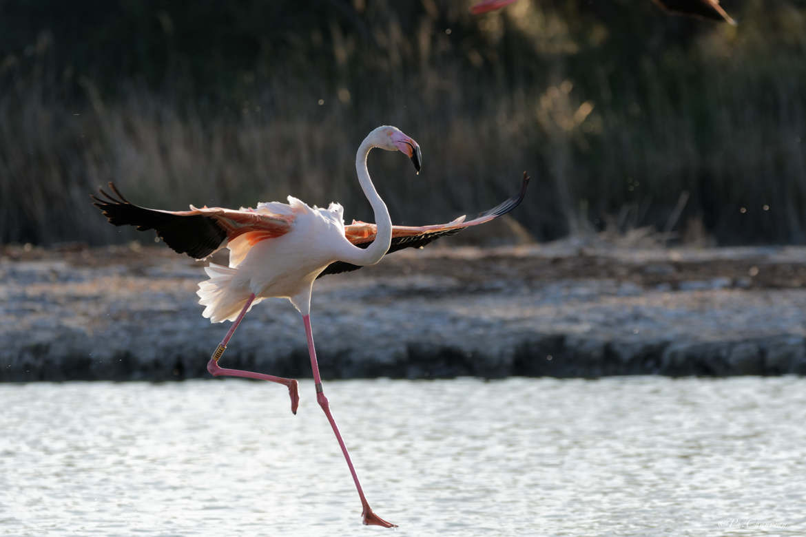 Danse avec les flamants...