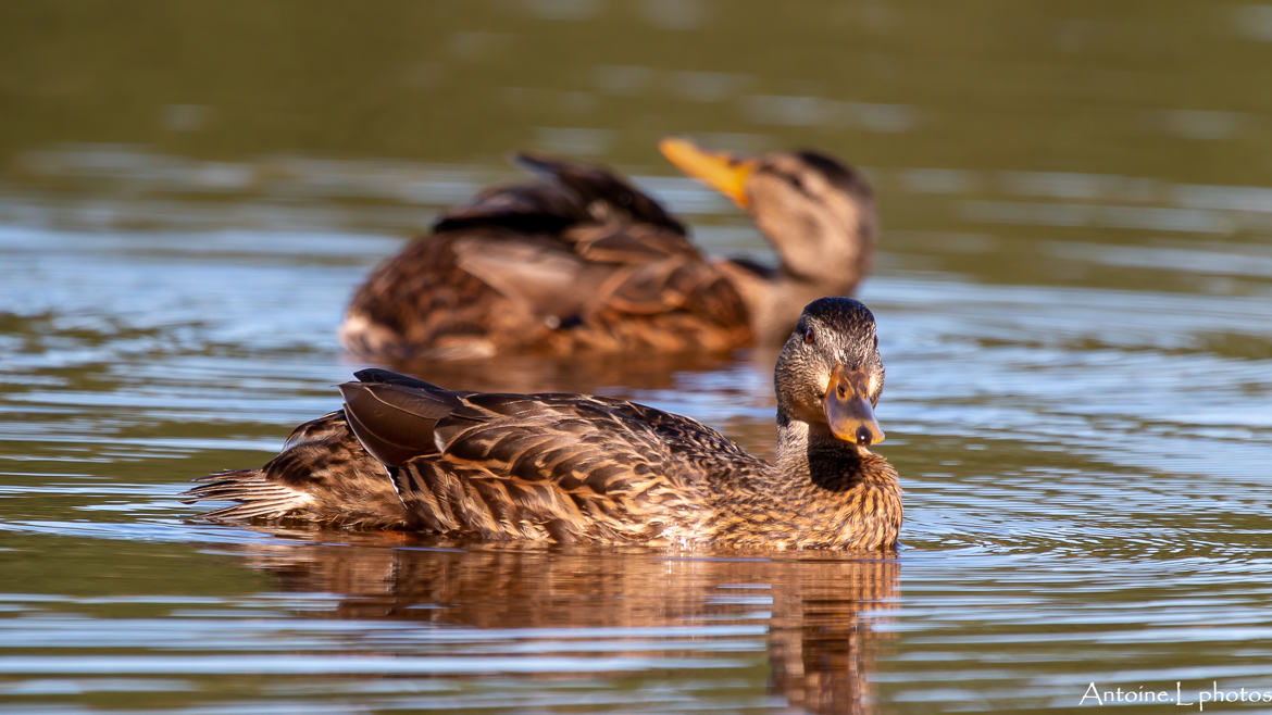 Femelle Colvert