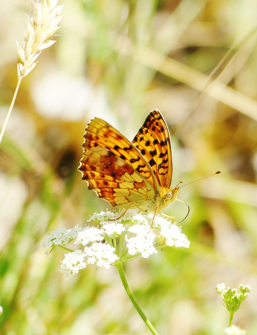 Séance de butinage sur ombellifère