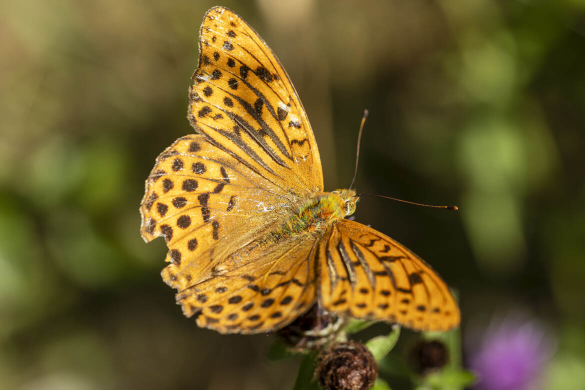 Argynnis paphia