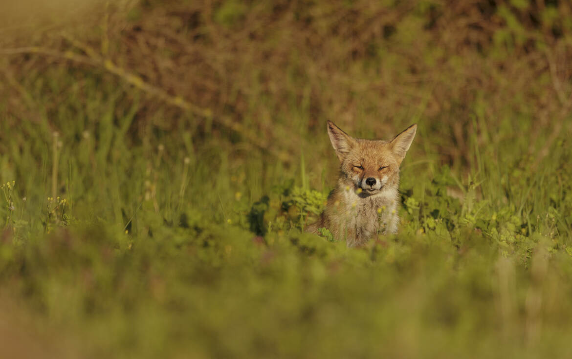 T'aurais pas des Ray-Ban ?